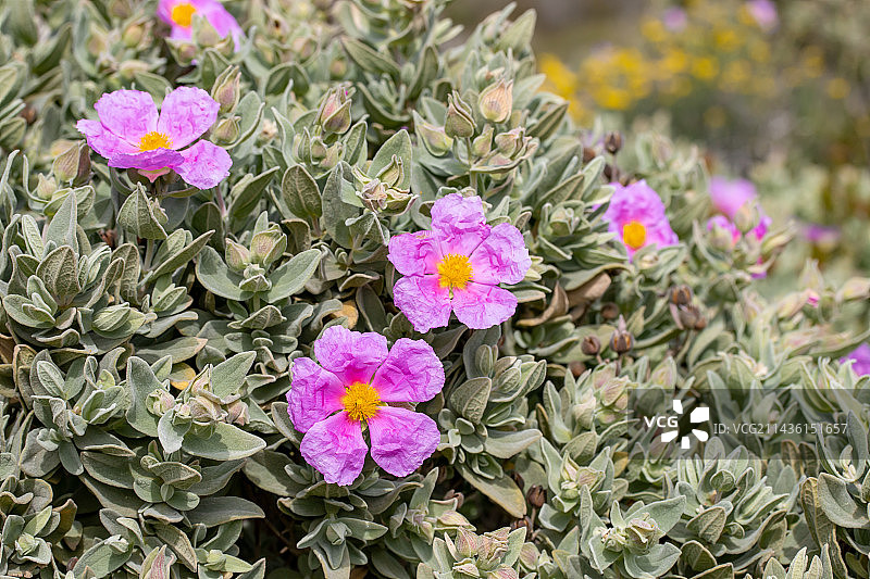 法国罗讷河口省卡朗克国家公园的灰叶半日花图片素材