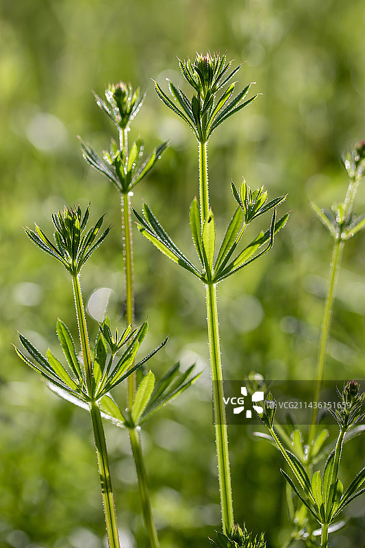 猪殃殃，法国加尔省图片素材