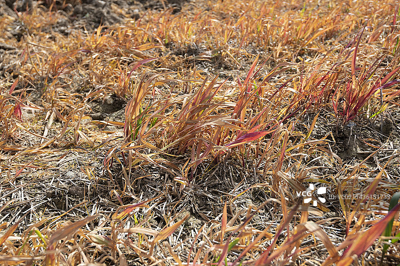 春季法国加莱海峡草甘膦处理后的田地图片素材