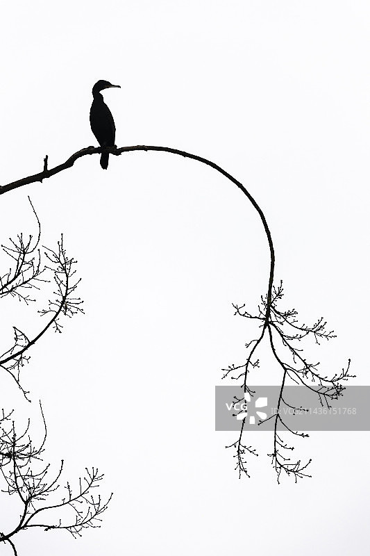 在法国阿尔萨斯树枝上的普通鸬鹚图片素材