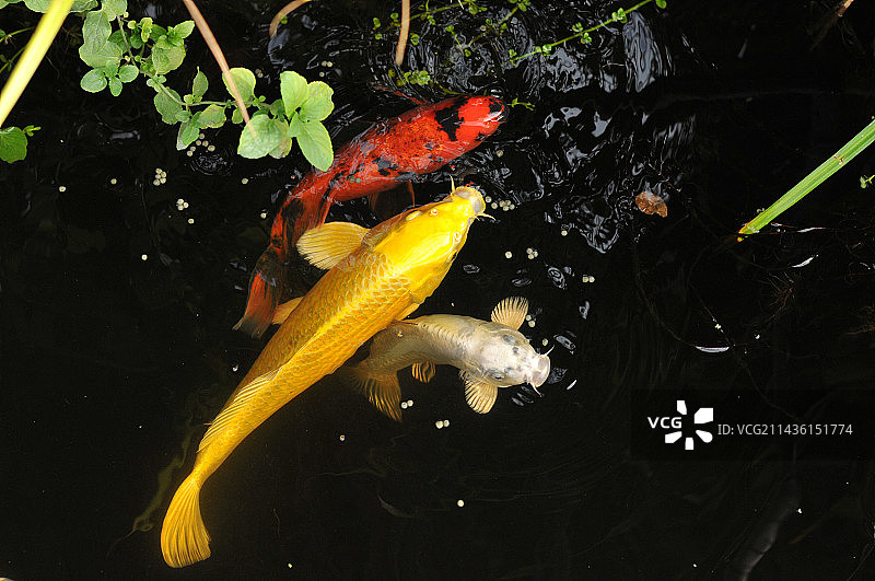 锦鲤、水薄荷与花园池塘图片素材
