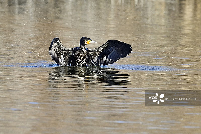 普通鸬鹚在西班牙游泳图片素材