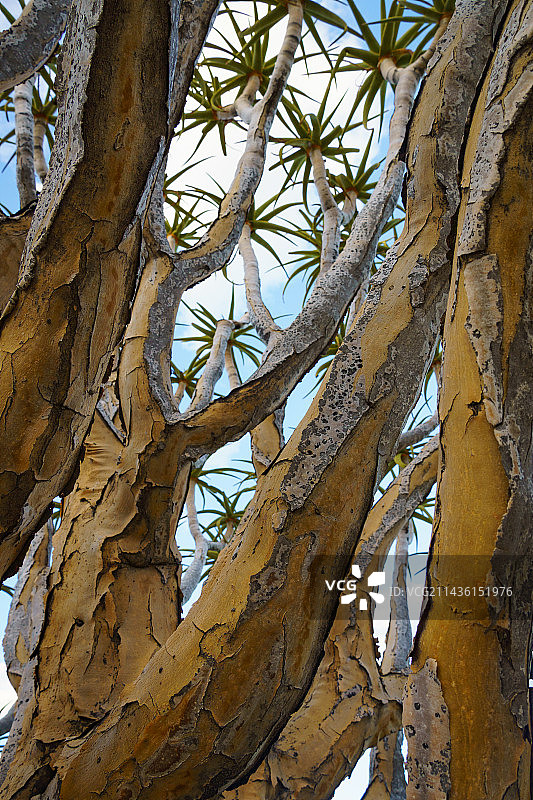南非北开普省肯哈特的箭袋树图片素材