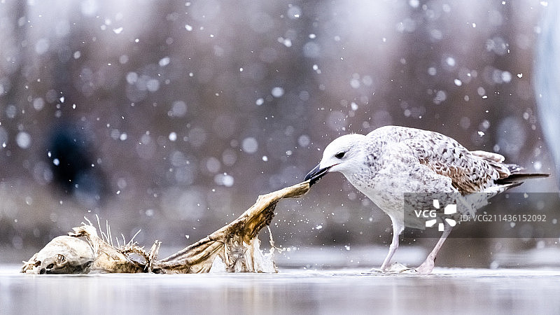 雪中觅食的未成年海鸥（Larus sp），斯洛伐克图片素材
