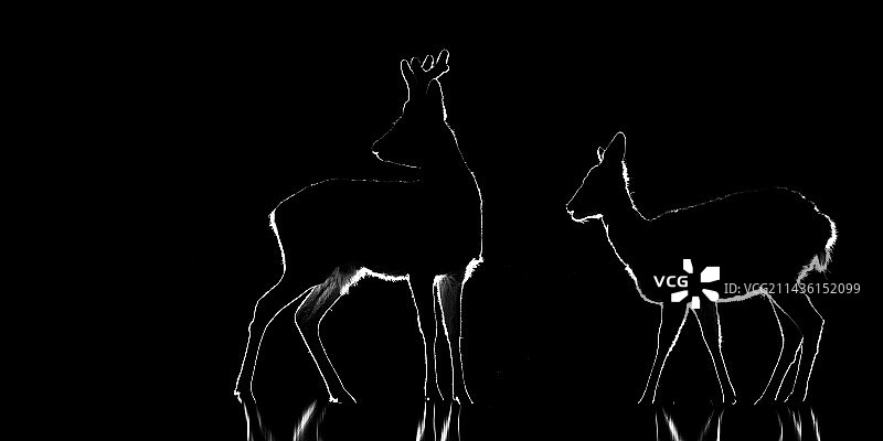 寒冷冬夜里的两只狍子，斯洛伐克图片素材