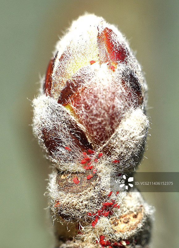 苹果树芽上的二斑叶螨图片素材