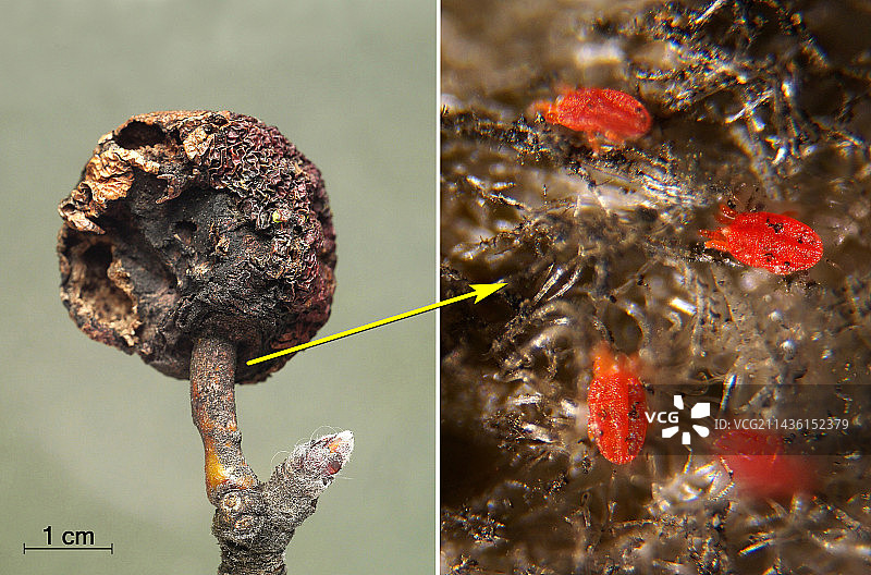 苹果木乃伊和螨虫（微距摄影）（法国，2022年）图片素材