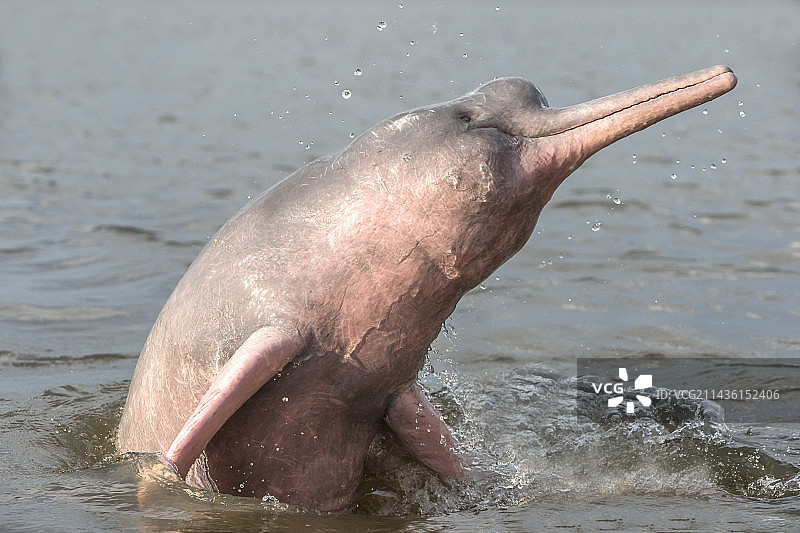 亚马逊河豚，粉红河豚或 Boto（Inia geoffrensis），野生动物的极其罕见的照片，濒危物种（IUCN 红色名录），沿着内格罗河，亚马逊河流域，亚马逊州，马瑙斯，巴西，南美洲图片素材