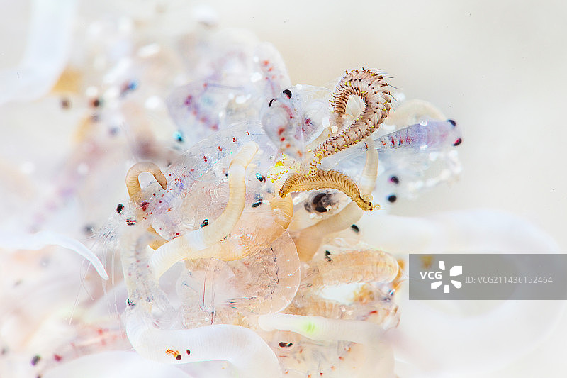 管海葵捕食浮游生物，马约特图片素材