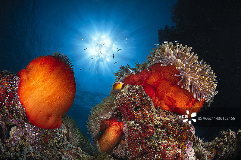阳光海葵，马约特岛阳光下的两个美丽的橙红色壮丽海葵图片素材