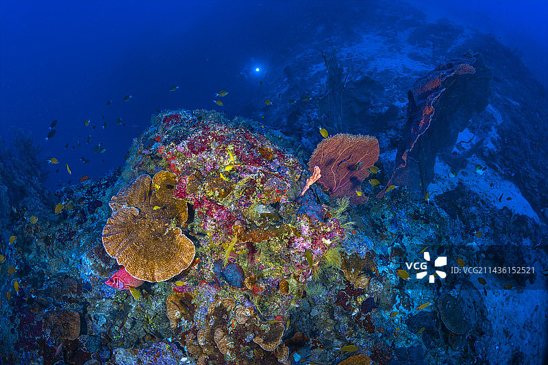中光层珊瑚礁，70米深处，幽暗带，马约特岛图片素材