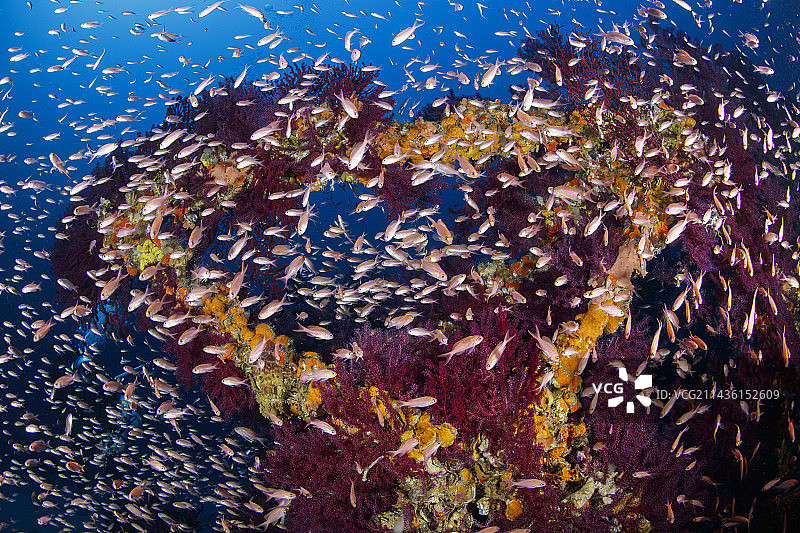 1962年夏,卡普里岛遭遇强风暴,蓬塔卡雷纳灯塔附近的一座大型高压电塔被强风连根拔起,倒入了海中。地中海仙女鲈鱼群在红色海扇(Paramuricea clavata)之间游动,这些海扇已经占据了格架的横档和竖柱。由于水流的存在和45/58米的深度,潜水具有挑战性。意大利阿马尔菲海岸索伦蒂纳半岛卡普里岛Traliccio潜水点第勒尼安海地中海图片素材