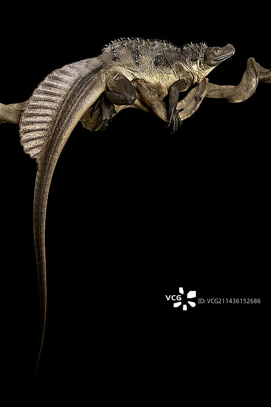 苏拉威西帆蜥蜴（黑色背景）图片素材