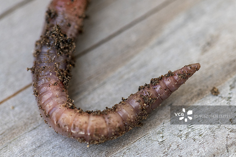 蚯蚓前端，法国加来海峡图片素材