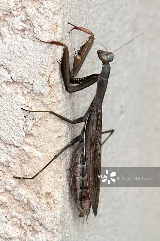 法国墙壁上的灰色螳螂（Mantis religiosa）图片素材
