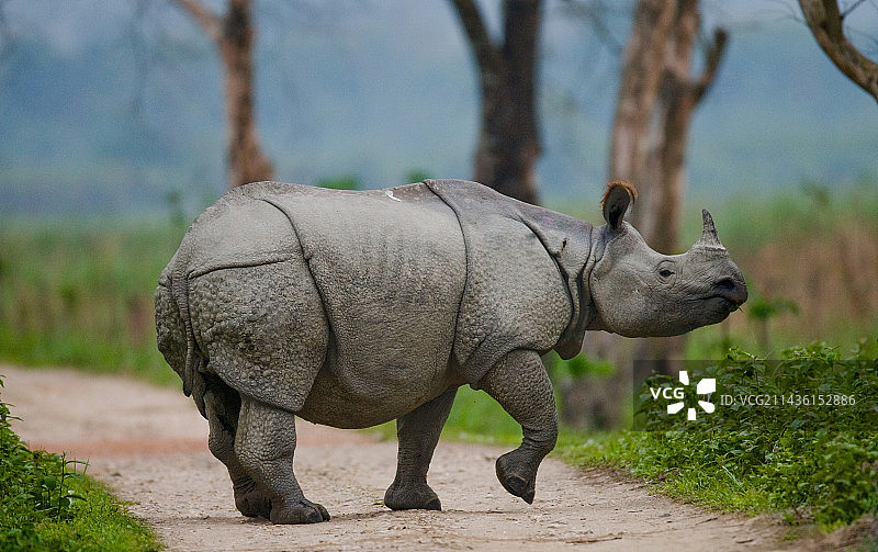 印度卡齐兰加国家公园的独角犀图片素材