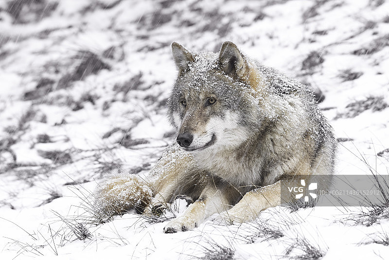 雪地里的狼（德国巴伐利亚）图片素材