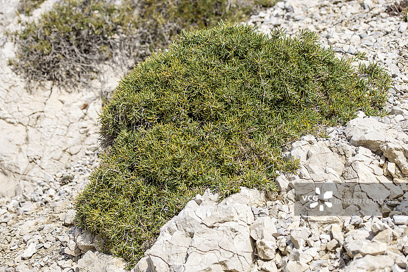 法国卡朗格国家公园沿海石灰岩上的迷迭香图片素材
