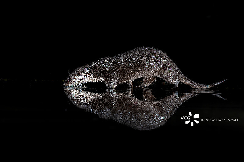 在苏格兰水中行走的欧亚水獭图片素材