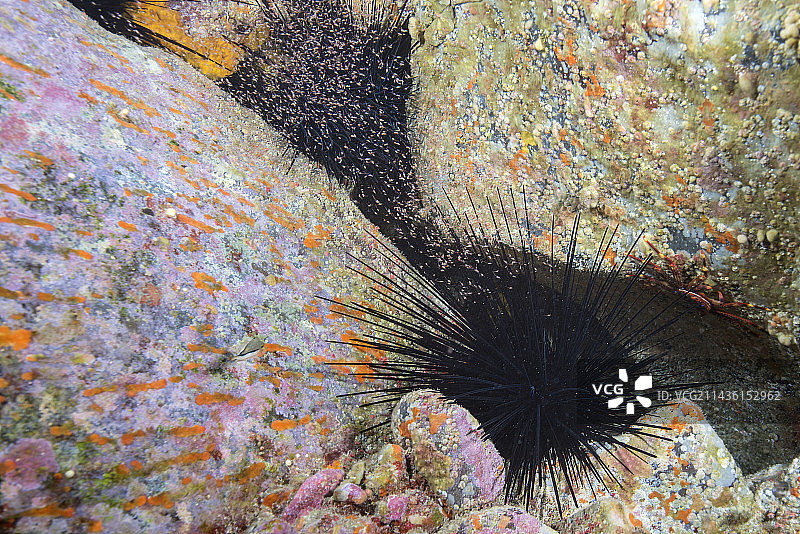 糠虾聚集在海胆附近图片素材