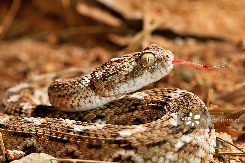 索丘雷克锯鳞蝰（Echis carinatus sochureki）图片素材