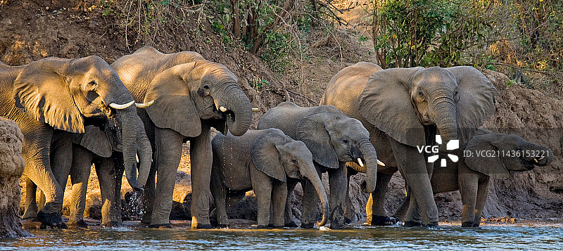 一群非洲象（Loxodonta africana）站在赞比亚下赞比西国家公园赞比西河附近图片素材
