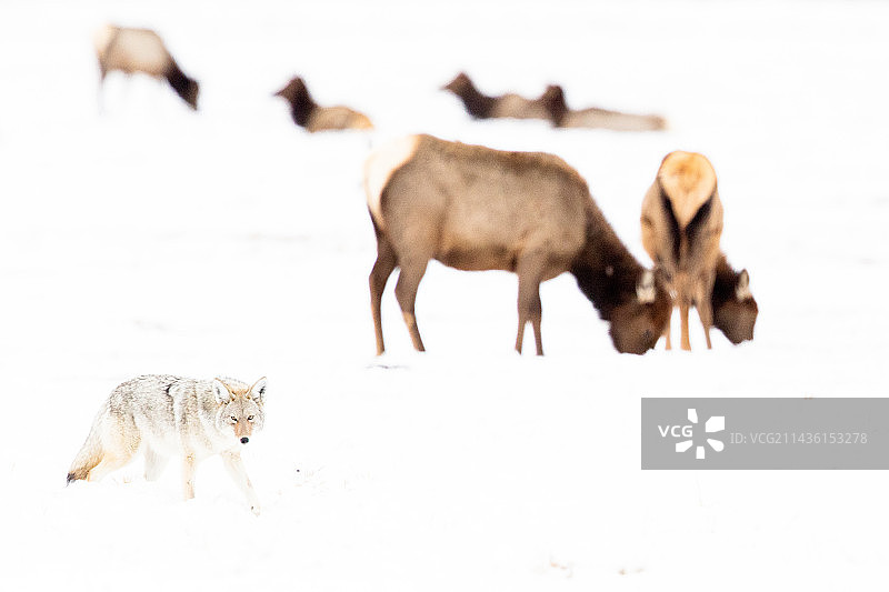 美国大提顿国家公园，雪地里麋鹿（Cervus candandensis）前方的郊狼（Canis latrans）图片素材