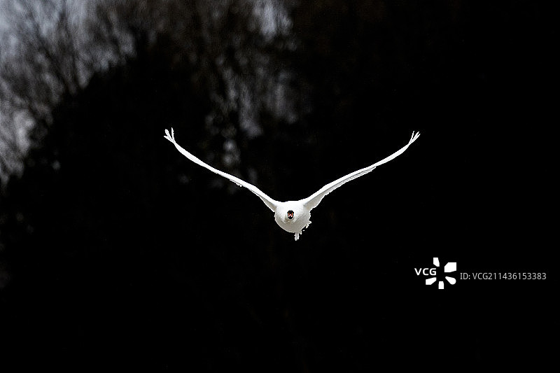 波兰比亚沃韦扎地区飞行中的疣鼻天鹅图片素材