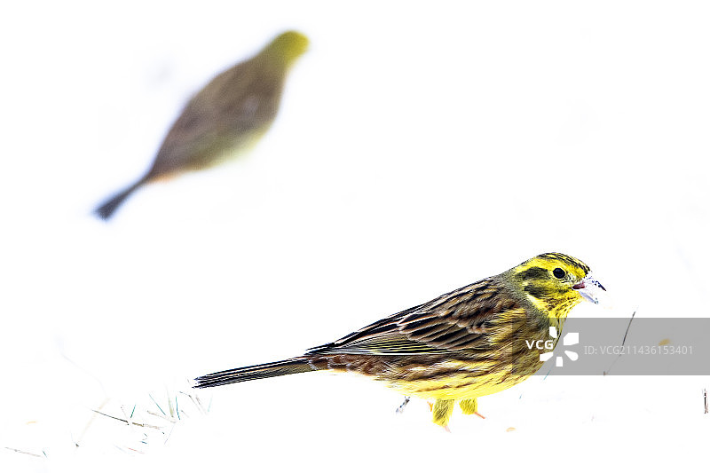 雪地上的黄雀，波兰比亚沃韦扎图片素材