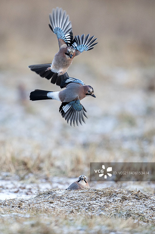 飞行中的松鸦（Garrulus glandarius），波兰比亚沃韦扎图片素材