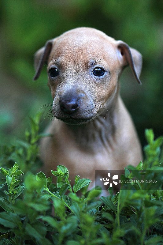 在花园里的小意大利格力犬肖像图片素材