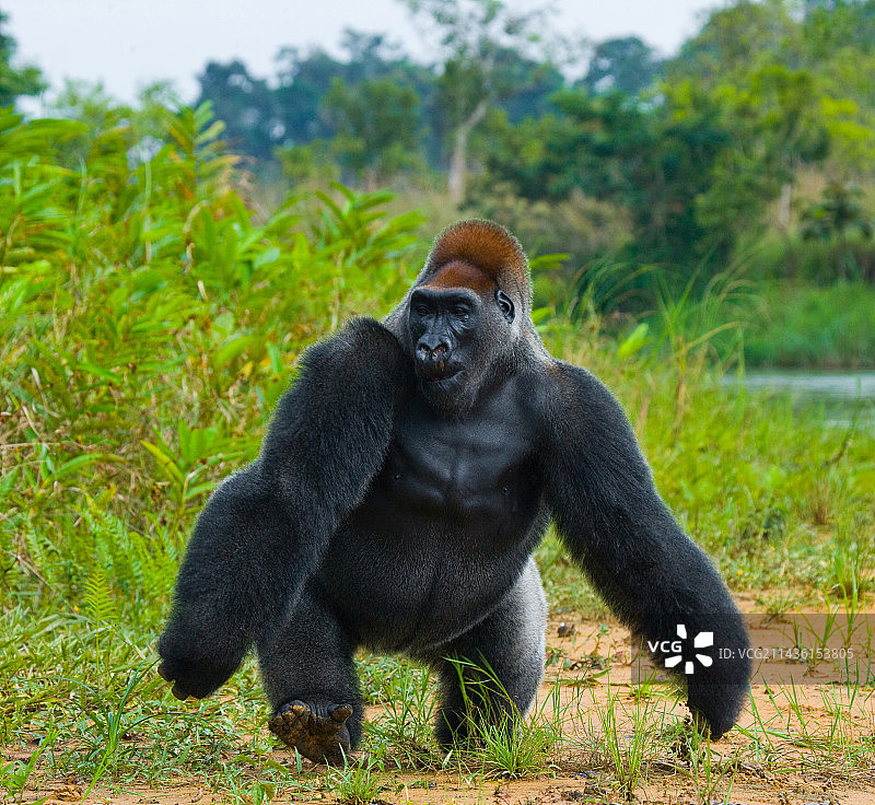 刚果（布）的低地大猩猩图片素材