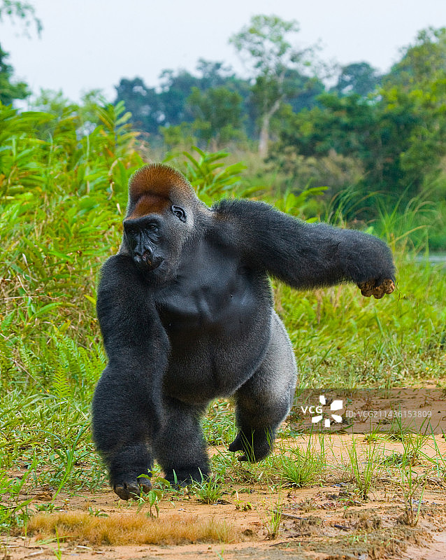 刚果（布）的低地大猩猩图片素材