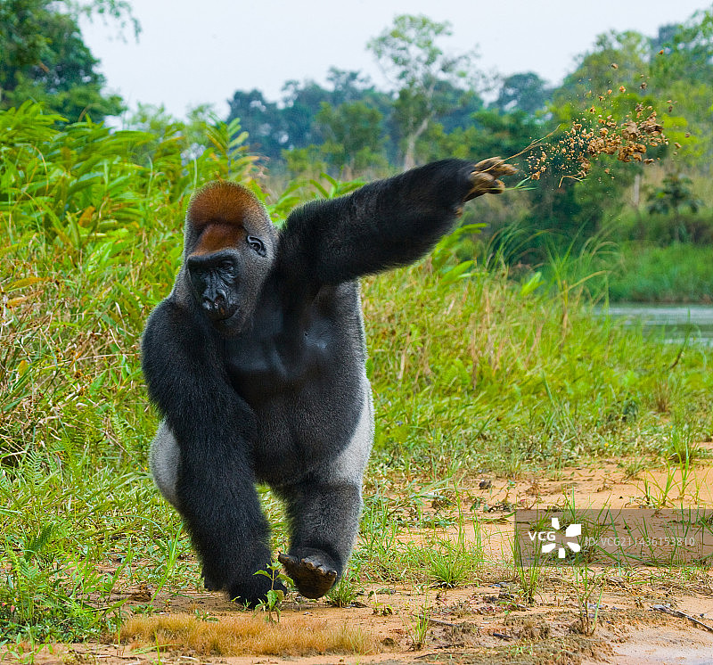 刚果（布）的低地大猩猩图片素材