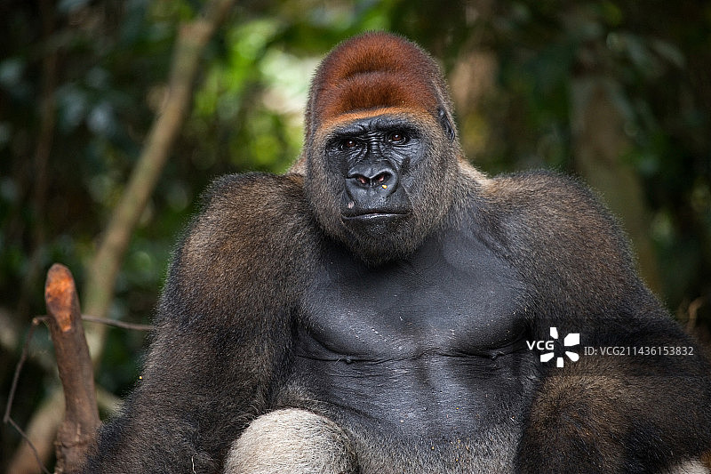 刚果共和国的低地大猩猩肖像图片素材