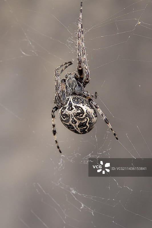 桥蛛（Larinioides sclopetarius）雌性，加尔省，法国图片素材