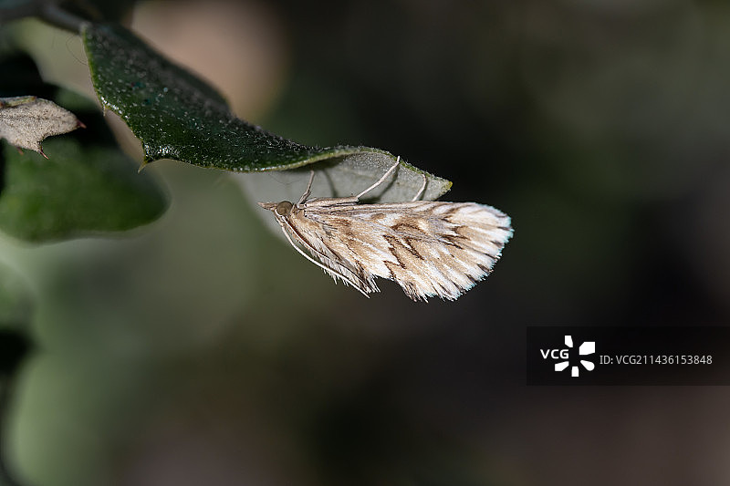 停留在圣栎树叶子上的星斑夜蛾，加尔省，法国图片素材