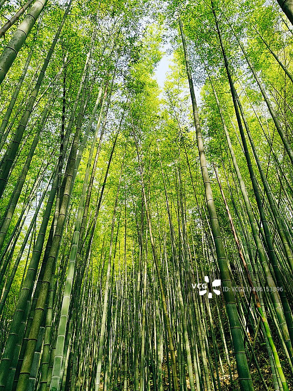 竹林图片素材