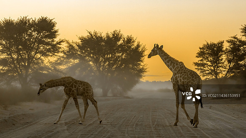 两只长颈鹿在南非卡拉哈迪跨境公园日出时分的游猎路上图片素材