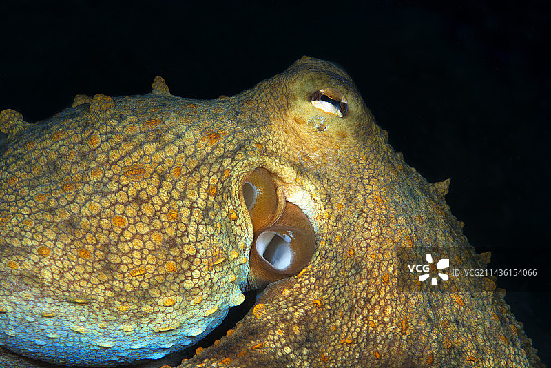 章鱼(Octopus vulgaris)特写，加那利群岛特内里费岛海洋无脊椎动物图片素材