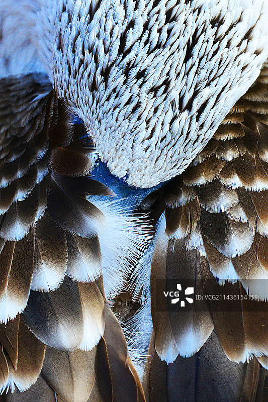 蓝脚鲣鸟（Sula nebouxii）睡觉，加拉帕戈斯群岛，厄瓜多尔图片素材