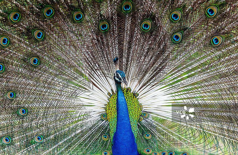 斯里兰卡雅拉国家公园的孔雀肖像图片素材