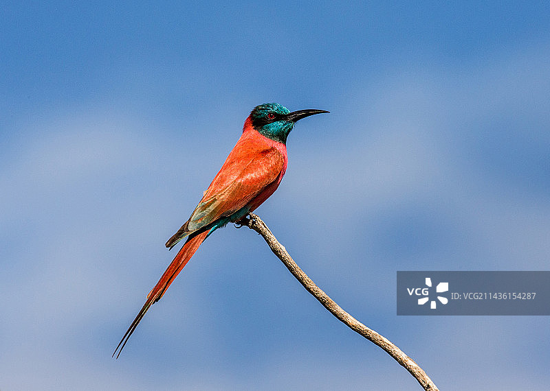 非洲乌干达的北红蜂虎图片素材