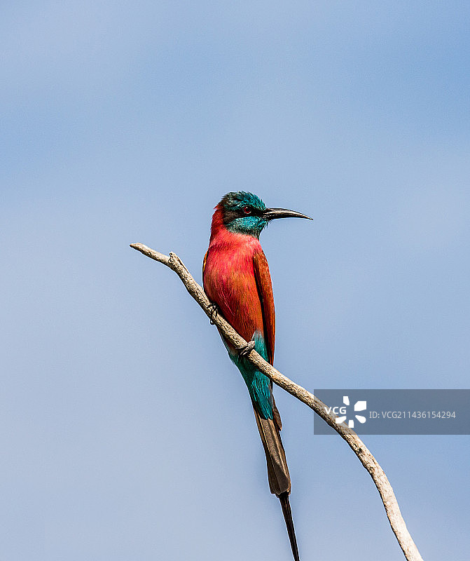 非洲乌干达的北红蜂虎图片素材