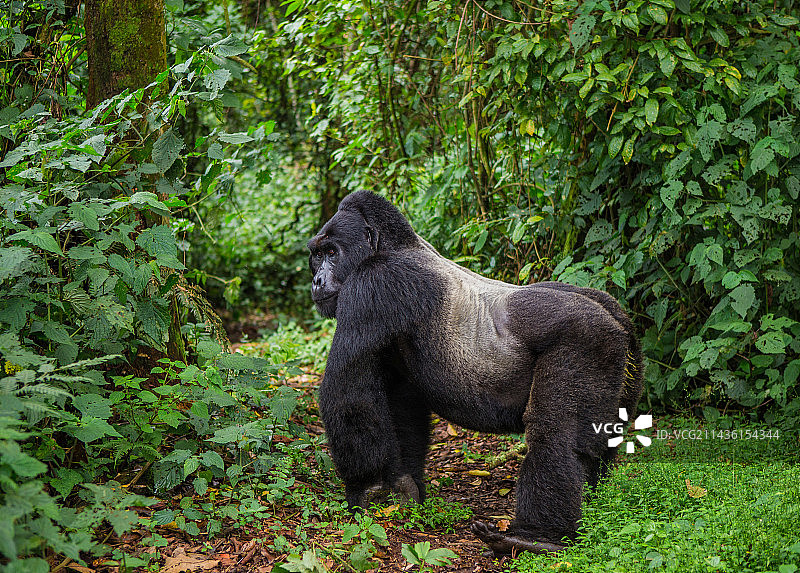 山地大猩猩图片素材