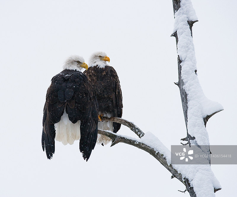 两只白头海雕栖息在树上图片素材