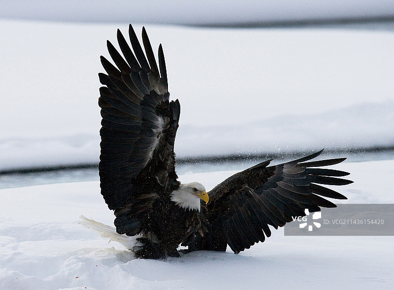 雪地里的白头海雕，美国阿拉斯加图片素材