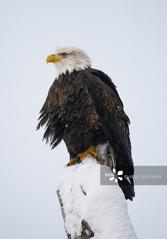栖息在美国树上的白头海雕图片素材