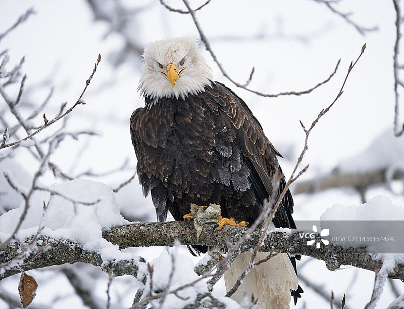 栖息在树上的白头海雕图片素材