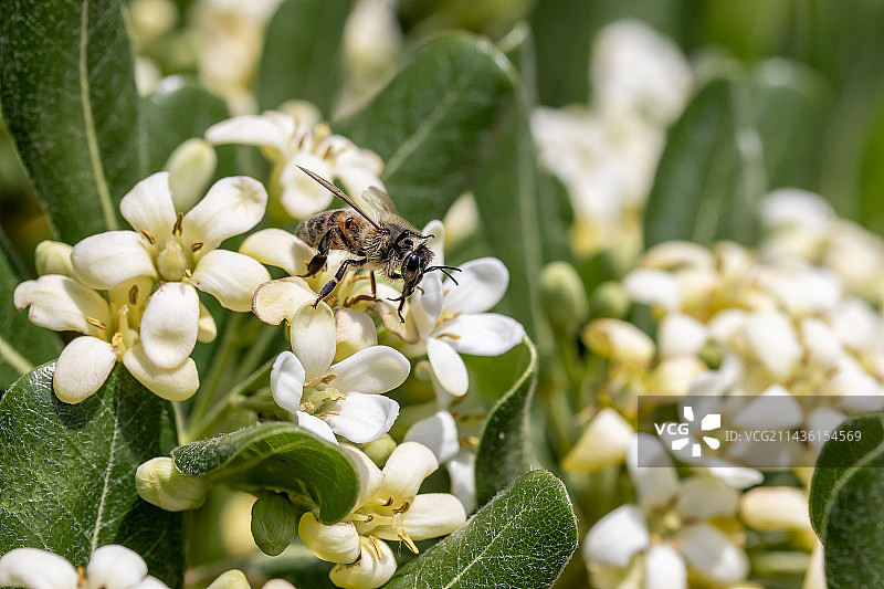 蜜蜂（Apis mellifera）在法国加尔省的海桐（Pittosporum tobira）上觅食图片素材